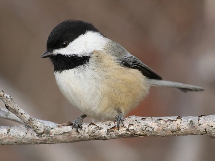 A black-capped chickadee