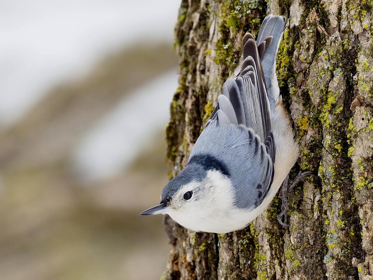 A white-breasted nuthatch!